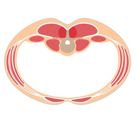 Illustration of abdominal cross-sectional view Overlapping positions of abdominal muscle groups