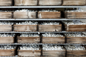 racks of silk cocoons in boxes