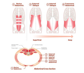 Illustration of positional structure and overlap of abdominal muscle groups Illustration Frontal and cross-sectional views