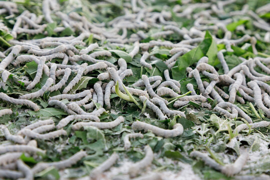 Silk Worms Feeding On Mulberry Leaves