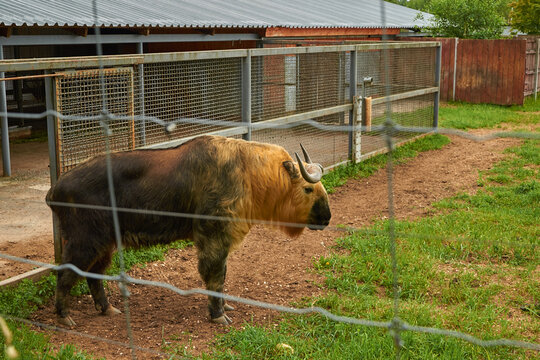 Budorcas taxicolor tibetana. Male Sichuan takin in an aviary
