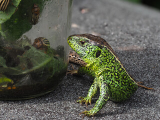 Unerreichbares Eidechsenfutter