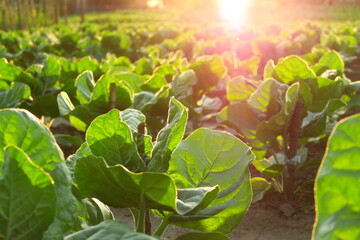 green tobacco grows on a tobacco farm in the rays of the setting sun
