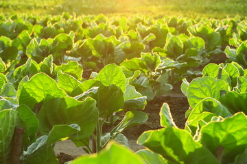 green tobacco grows on a tobacco farm in the rays of the setting sun