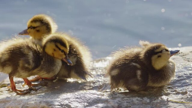 Baby ducklings on a rock shaking off water and cleaning themselves as they move about.