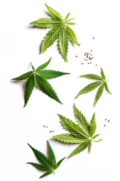 Hemp cannabis leaves and seeds
