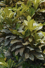 Fire Croton-latin name Codiaeum Variegatum. Tropical Plant with Green-Yellow Leaves in Delicate...