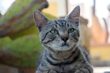 Head of male street tabby cat closeup