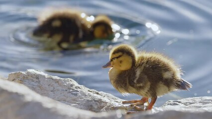 Duckling chick standing on rock as other swims in the water and it shakes the water off.