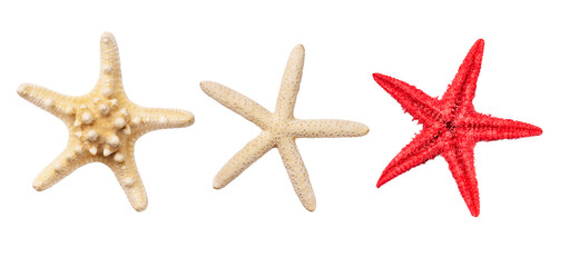 Variety Caribbean beige and red starfish. Dried sea starfishes isolated on white background top view.