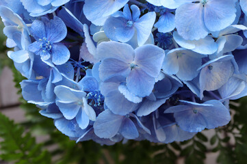 Closeup of Beautiful soft blue hydrangea,(Hydrangea macrophylla) or Hortensia flower on white...