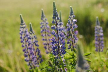 Summer purple wildflowers lupine in meadow at sunset. Summer flower background