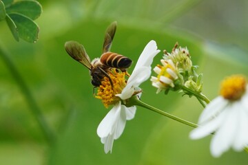 bee on a flower