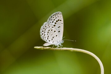 butterfly on leaf
