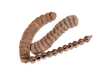 Acacia concinna ,Soap Bobs or Dried shikakai pods isolated on white background with clipping path. medicinal herbs