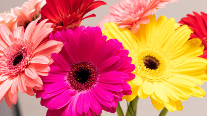 Close-up of multicolored gerbera flowers bouquet as background.