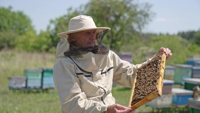 Old man having a frame covered with bees in his hands. Adult apiarist looking intently at honey frame. Circle movement.