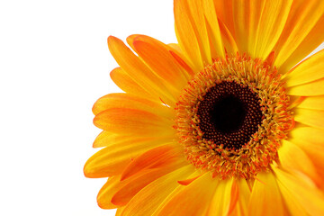 Close up of Red and Yellow Gerber daisy flower isolated on white background.Gerbera, Barberton daisy. Selection focus