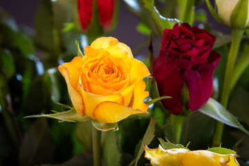 gros plan d'un bouquet de rose 