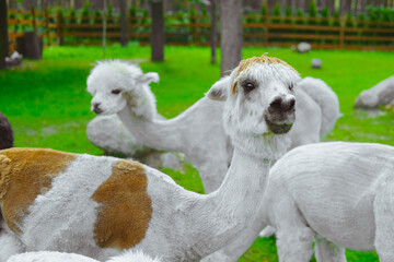 Fototapeta na wymiar Alpacas on a rural farm 