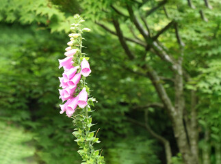 大山の参道の木立に囲まれて咲いていたピンクのジギタリスのアップ