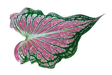 Caladium  leaf isolated include path
