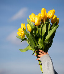 bouquet of yellow tulips. Mother day. Yellow tulips. Flowers hands. Gift. 