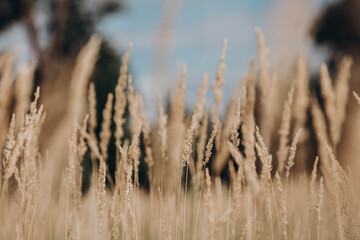 Fototapeta premium grass in the wind