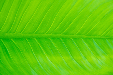 bright green leaf background full area