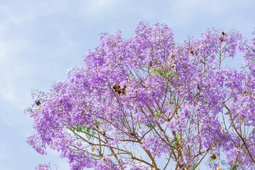 jacaranda in bloom at springtime. It is a beautiful ornamental tree with a stunning color of flowers