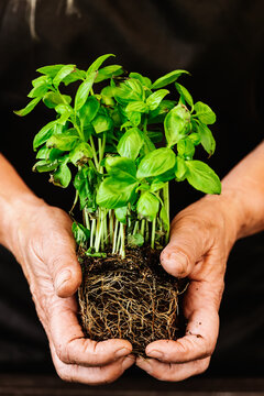 Unrecognizable person holding green plant with roots