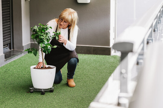 Woman examining potted plant on balcony