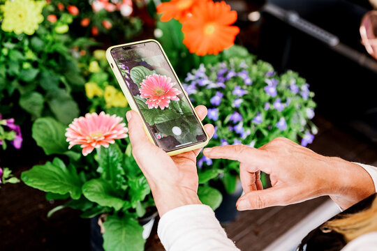 Faceless person photographing flowers on smartphone