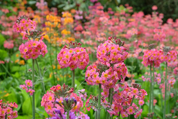 Colourful pink Primrose 'Candelabra' hybrids in flower