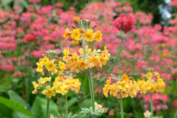 Colourful pink Primrose 'Candelabra' hybrids in flower