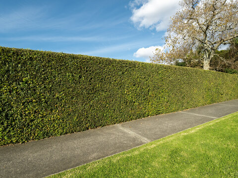 Perspective view of green hedge with concrete sidewalk in front and blue sky in background