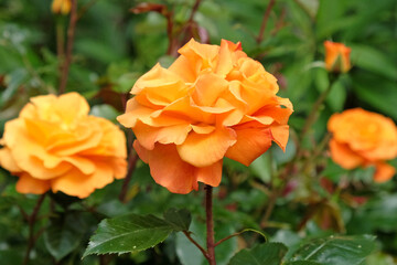 Orange Rose 'Precious Amber' in flower
