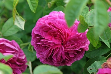 Rose 'Charles de Mills' in flower.