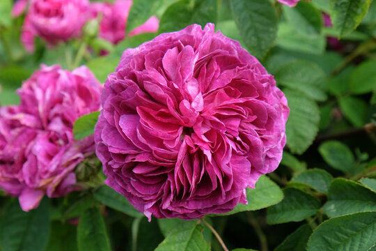 Rose 'Charles de Mills' in flower.