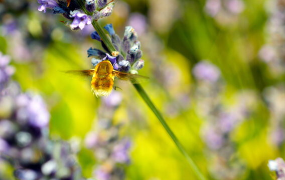 Large bee-fly Bombylius fulvescens