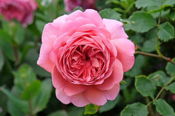 Rose 'Princess Alexandra of Kent' in flower. - obrazy, fototapety, plakaty