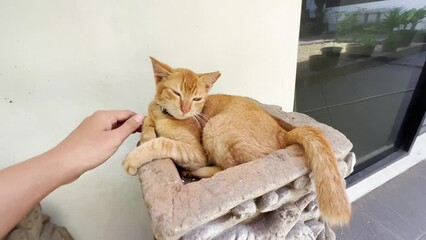 Petting Orange Tabby Cat Pet with Ear Tipped