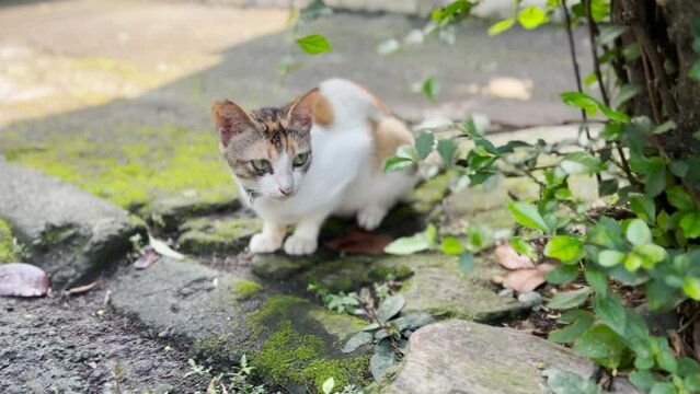 Spayed Stray Female Calico Cat with Ear Tipped