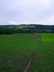 Fototapeta na wymiar Green fields of rural Toten, Norway.