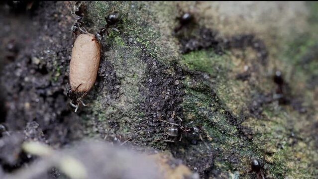 Black ants (lasius niger) carrying a large pupa to protect it after nest was disturbed.  Slow motion