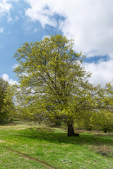 Fototapeta na wymiar Tree blossoming in spring, vertical