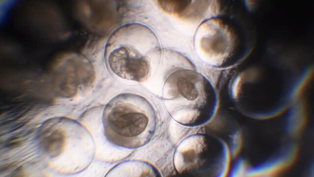 great ramshorn eggs at microscope, Planorbarius corneus eggs, ram's horn snails,