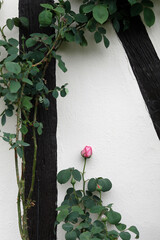 Rose  and timbered wall in Eure, France