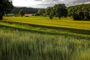 Fototapeta premium Flax field in Eure, France