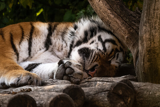 Sleepy Tiger